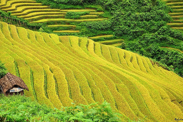 Exploring Sapa Rice Field | When and Where to See ? Exploring Sapa Rice Field | When and Where to See ?
