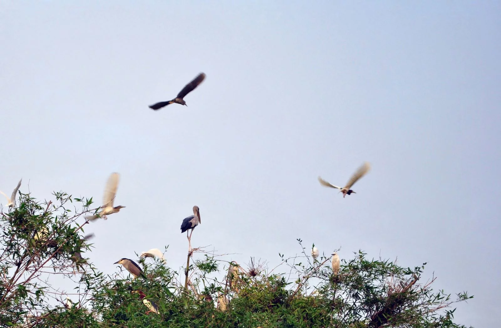 Hai Duong Stork Island Hai Duong Stork Island