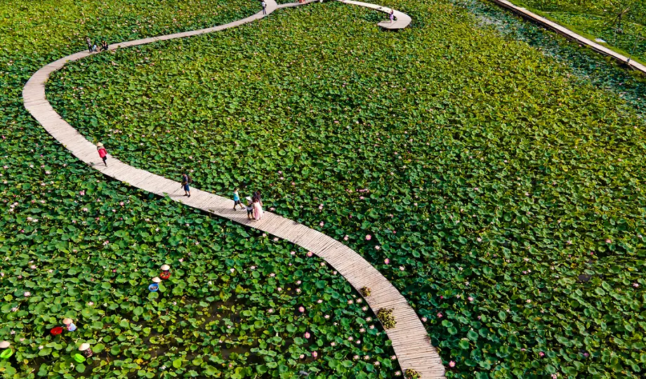 Biking Lotus Pond in Vietnam: A Peaceful Journey Through Blooming Landscapes