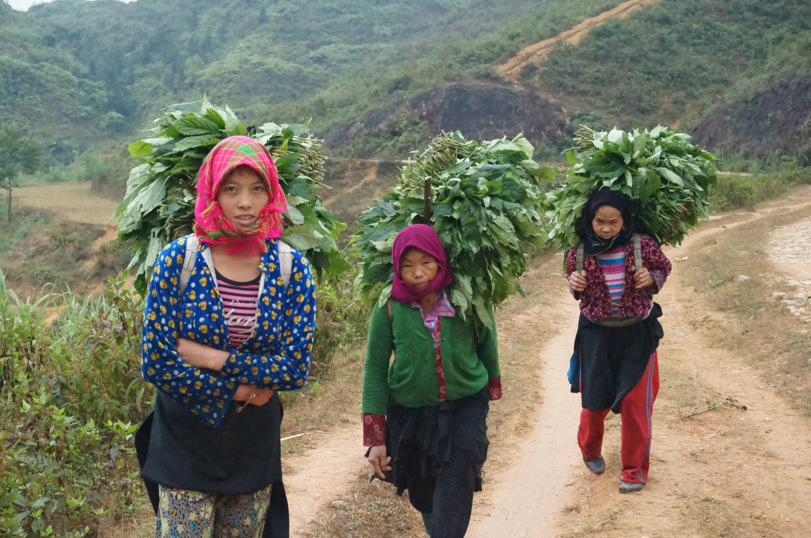 Beyond the Horizon: The Definitive Northern Vietnam Cycling Tour Itinerary for 2026-2027