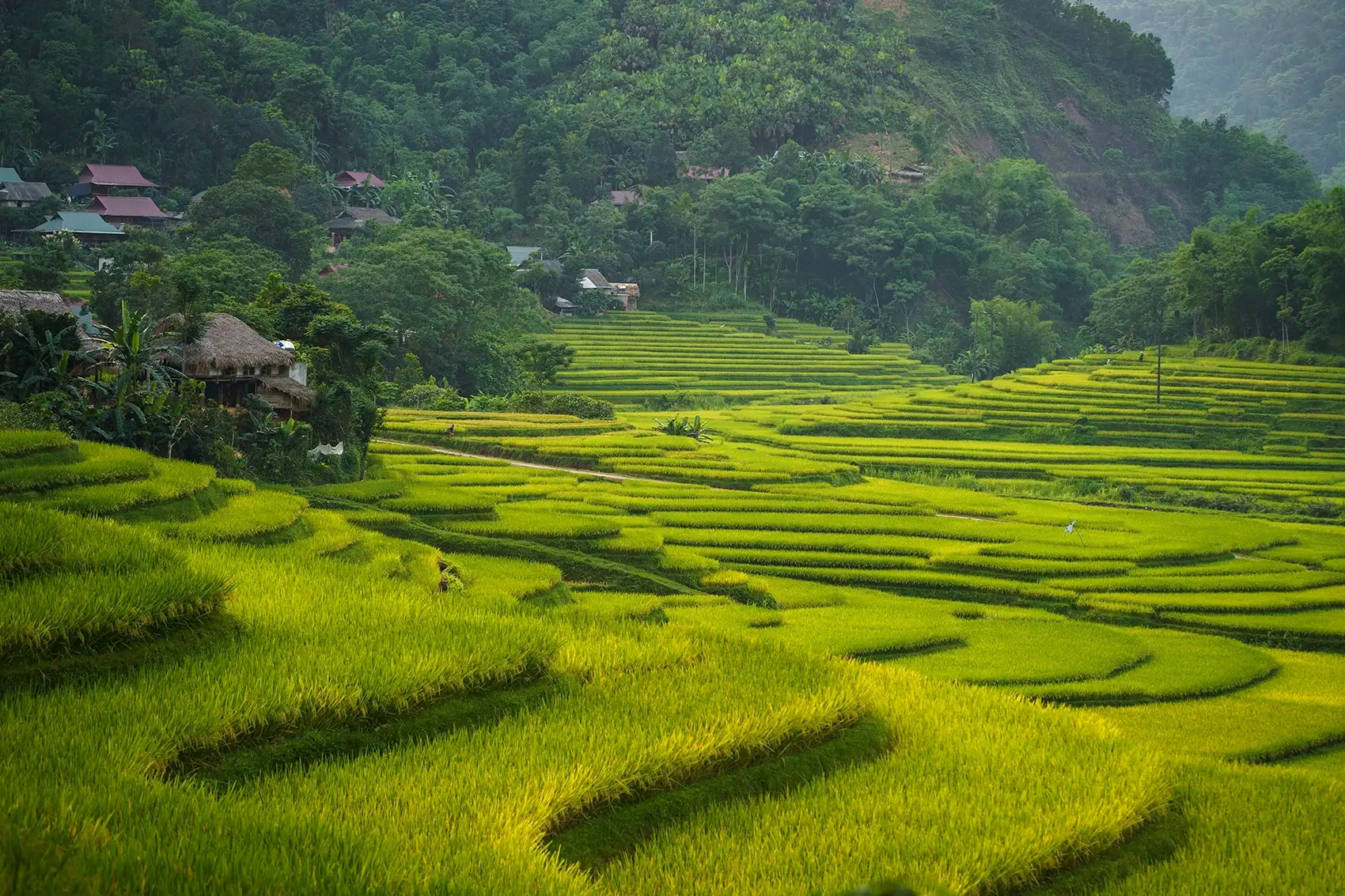 Cycling Through Pu Luong Rice Terraces: Travel Guide