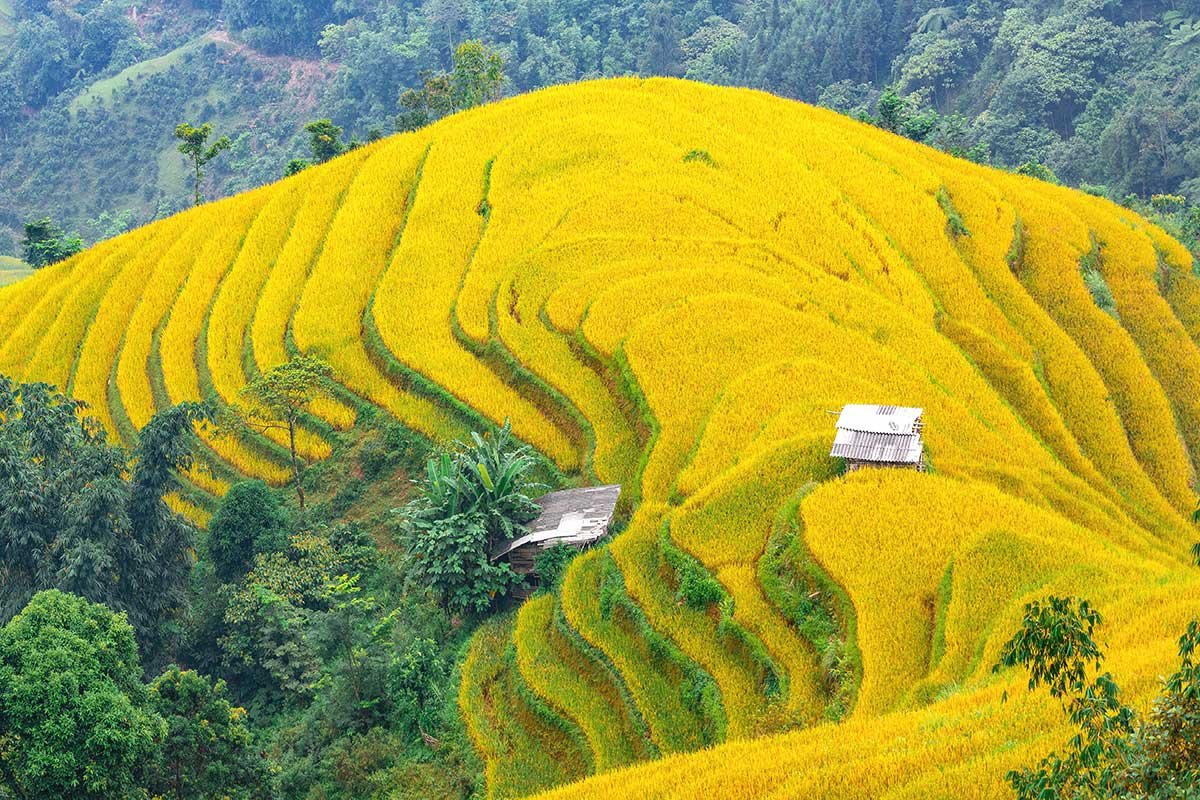 Sapa Cycling Tours 2026: The Ultimate Guide to Riding Northern Vietnam