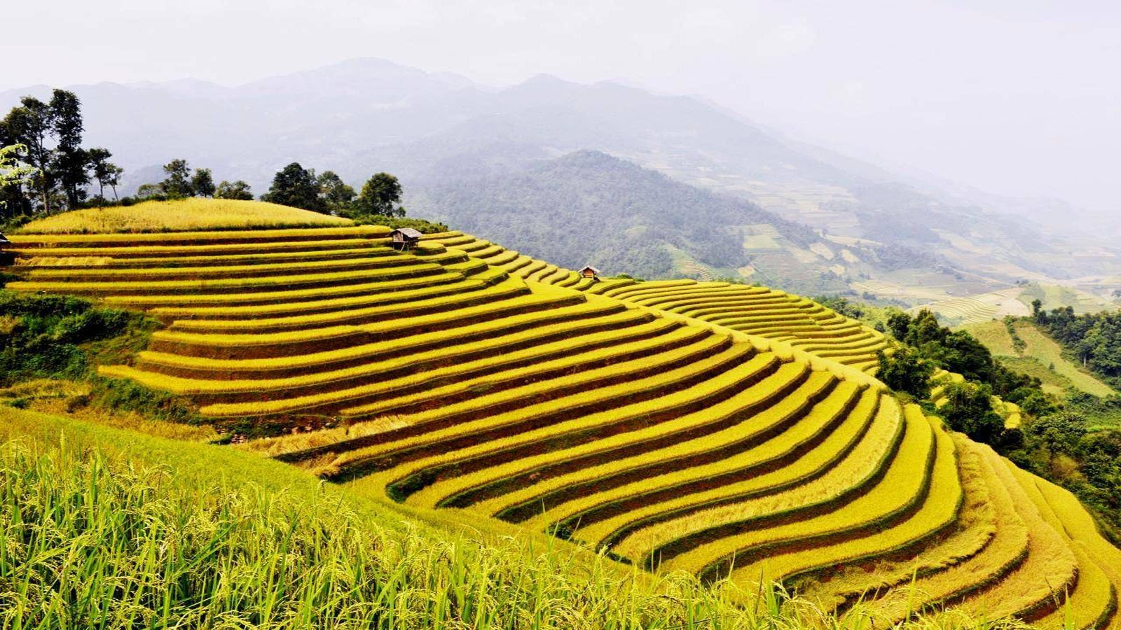 Luxury Hoang Su Phi Cycling Experience: The Ultimate Premium Trail Guide