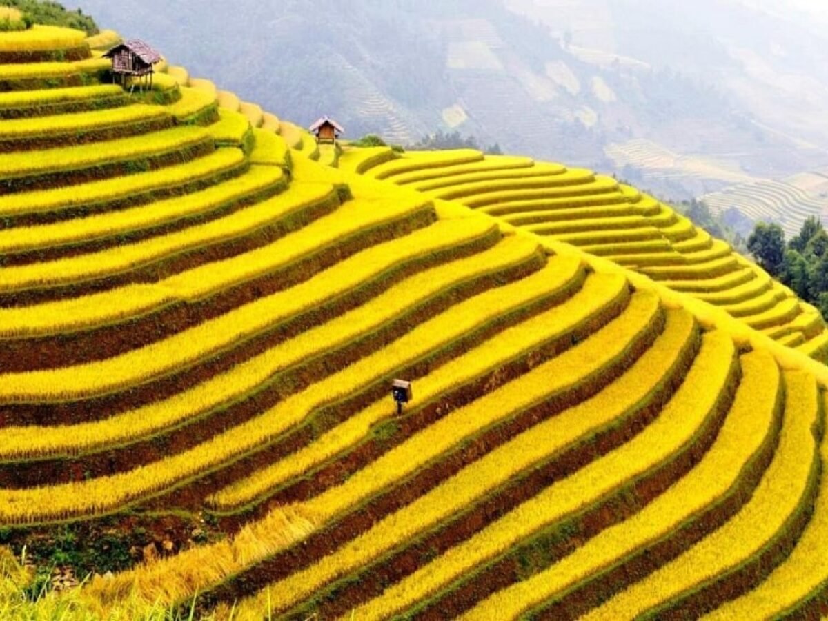 Scenic E-Bike Holidays Hoang Su Phi: The Ultimate Guide to Northern Vietnam’s Terraced Wonderland