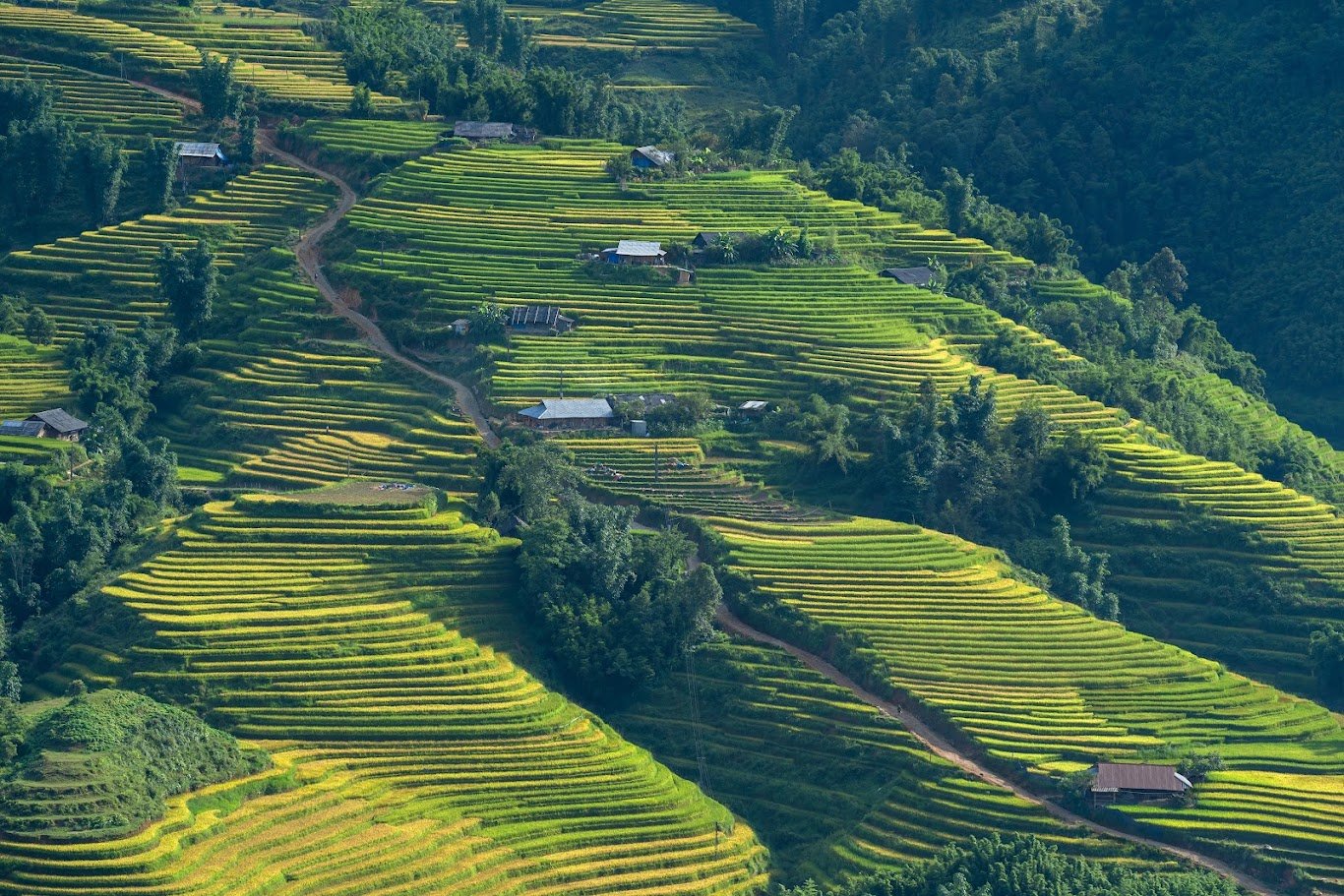 Hoang Su Phi Photography Bike Tour: Capture Ha Giang’s Golden Terraces