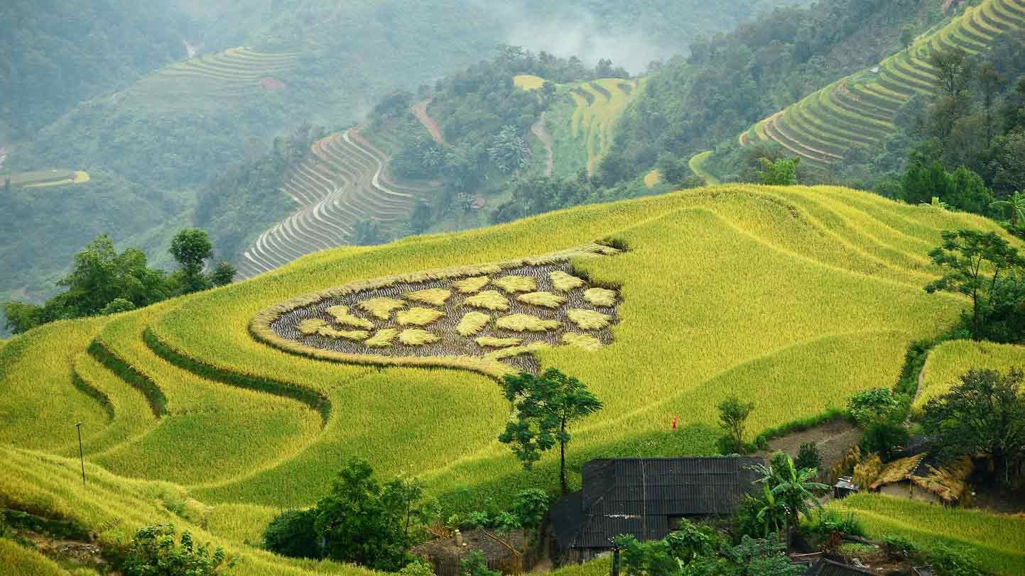 Best Cycling Experience in Hoang Su Phi: Ultimate Guide to Ha Giang’s Terraced Paradise