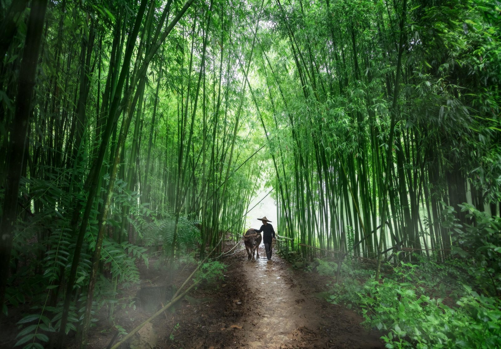 Cao Bang Mountain E-Bike Tour: The Definitive Highland Guide