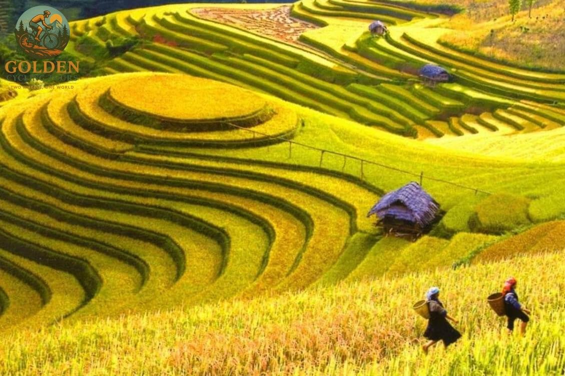 Cycling Hoang Su Phi Harvest Season: Golden Rice Terrace Tour