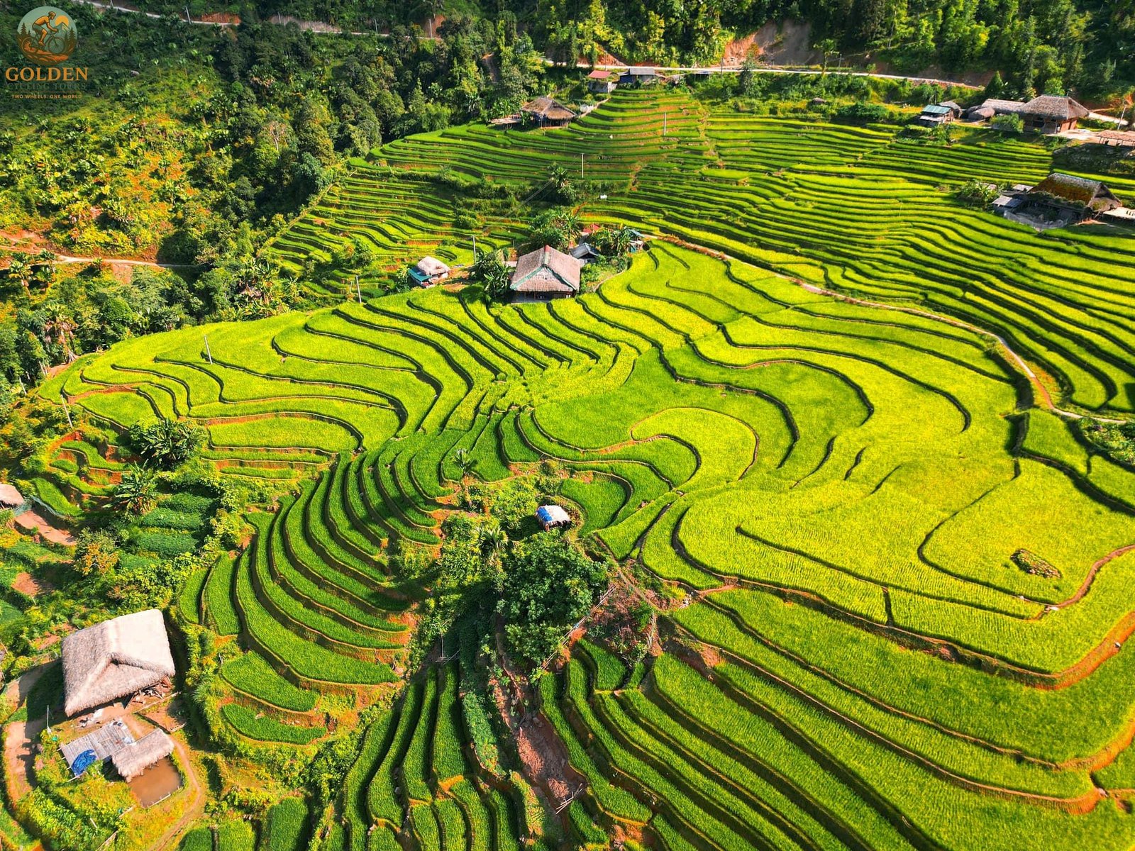 Best Season for Hoang Su Phi Cycling Tours: Golden Rice Views