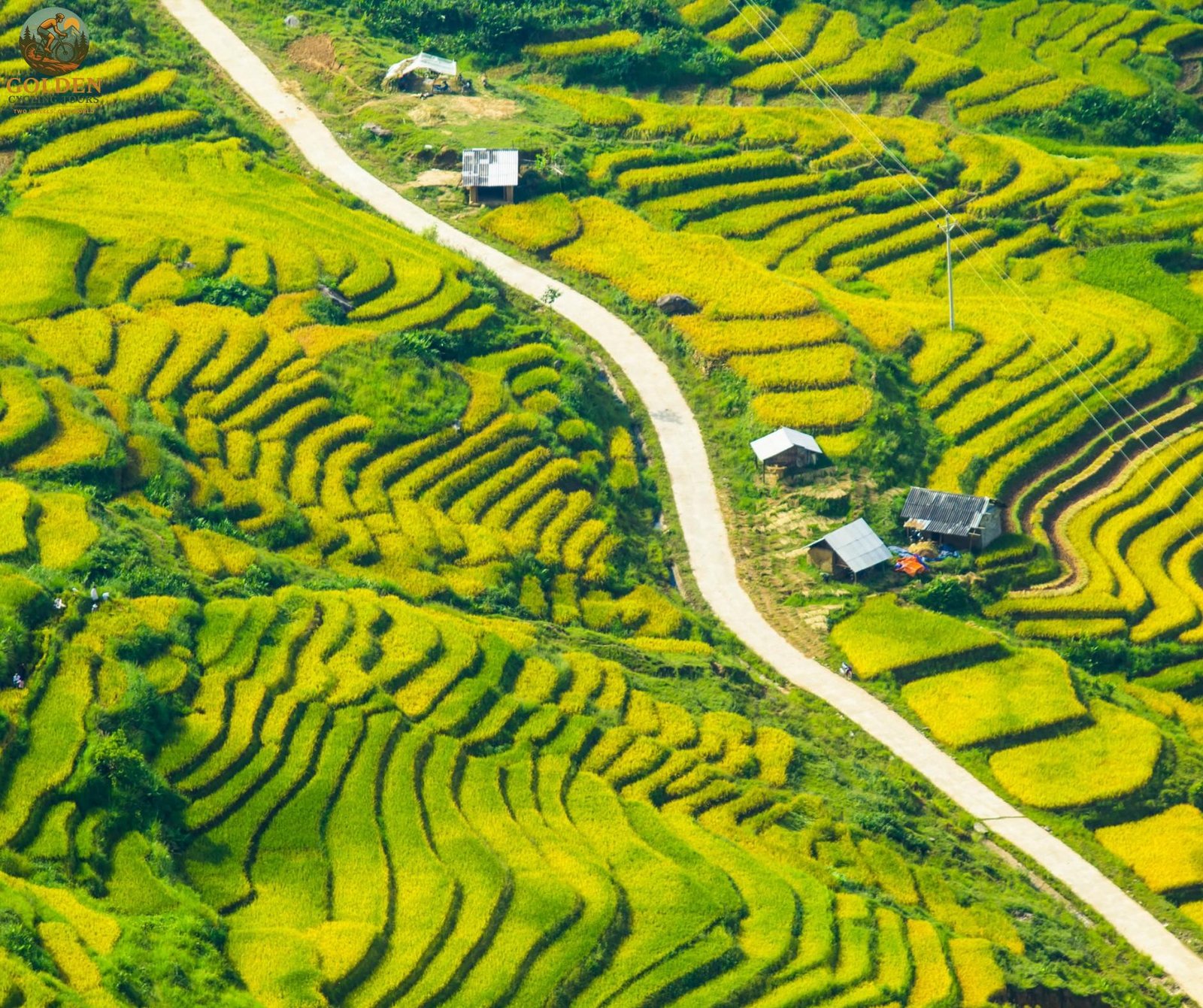 Best Time to Cycle Mu Cang Chai: Golden Harvest Routes