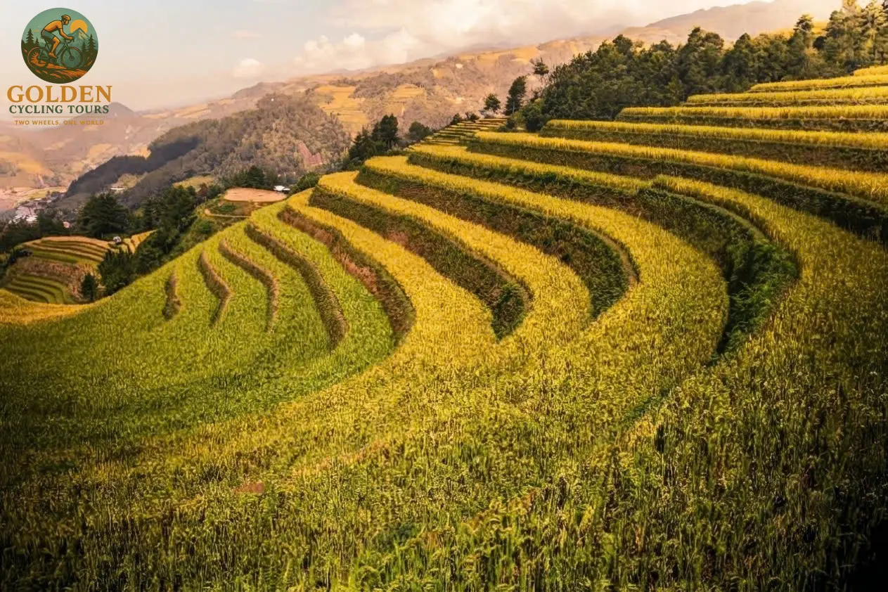 3-Day Mu Cang Chai Cycling Tour: Golden Rice Harvest Riding